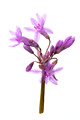 2013-05-23_15-04-51_FGF_7307