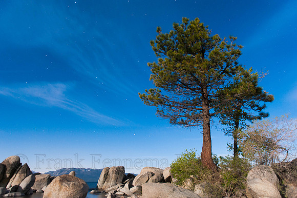Pine tree and Boulders in Zephyr Cove at night