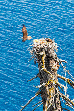 Daddy osprey flies away from nest leaving mom and kid