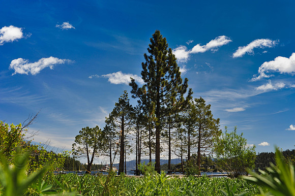 Pine trees form a triangle in Emerald Bay