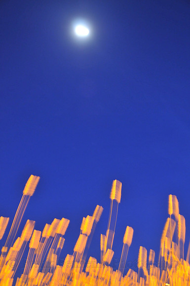 Moon over grass