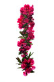 2013-05-23_15-52-53_FGF_7316