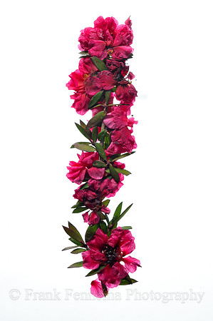 2013-05-23_15-52-53_FGF_7316