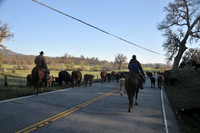 Cattle Drive