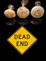 W14-1 Dead End with Destroying Angel Mushrooms