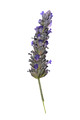 2013-05-23_15-23-33_FGF_7310