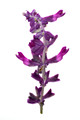 2013-05-23_15-24-51_FGF_7311