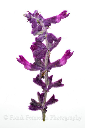 2013-05-23_15-24-51_FGF_7311